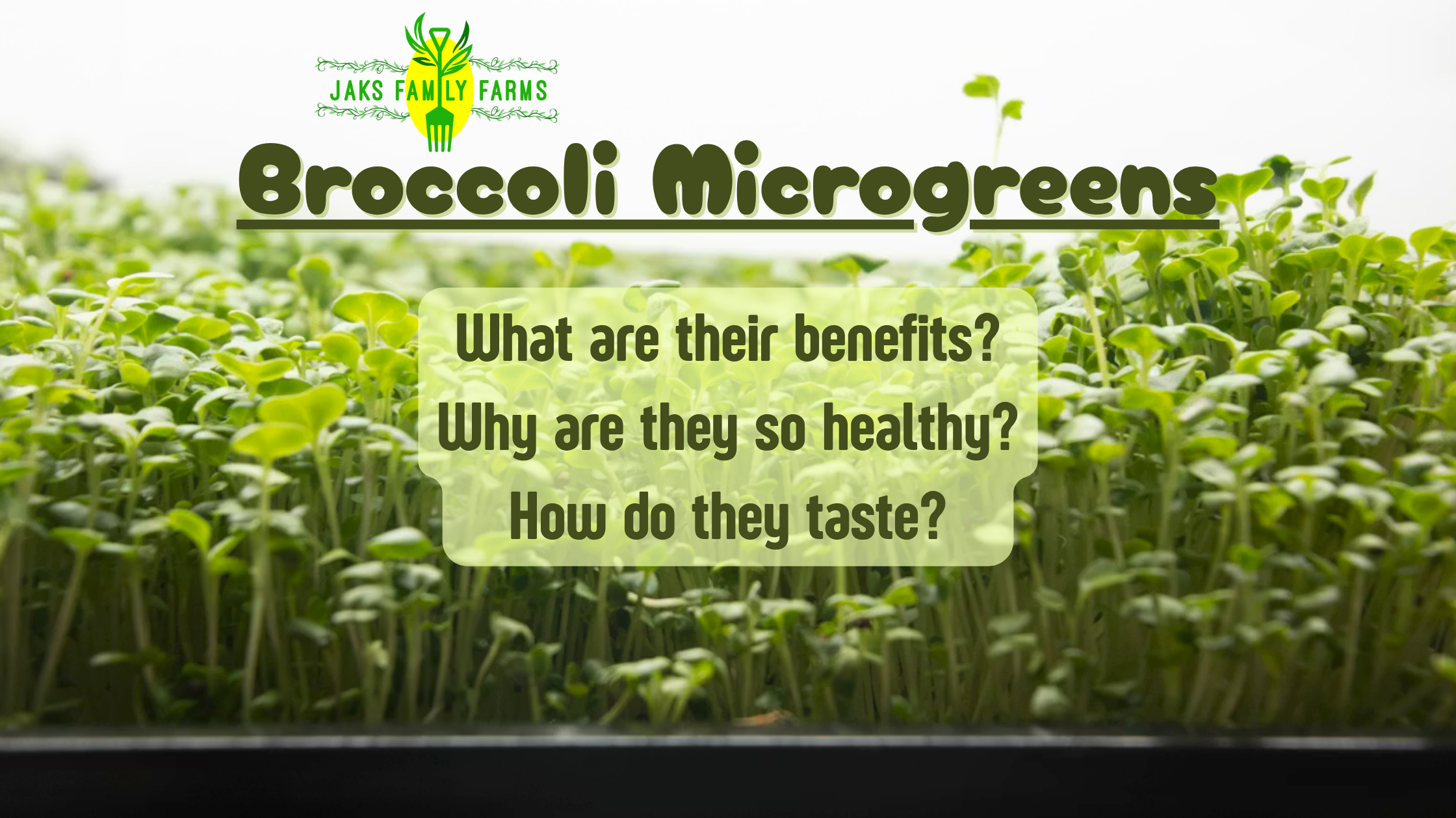 "New Article! Broccoli Microgreens! What are their benefits? Why are they so healthy? How do they taste?" against a background of broccoli microgreens in a tray.