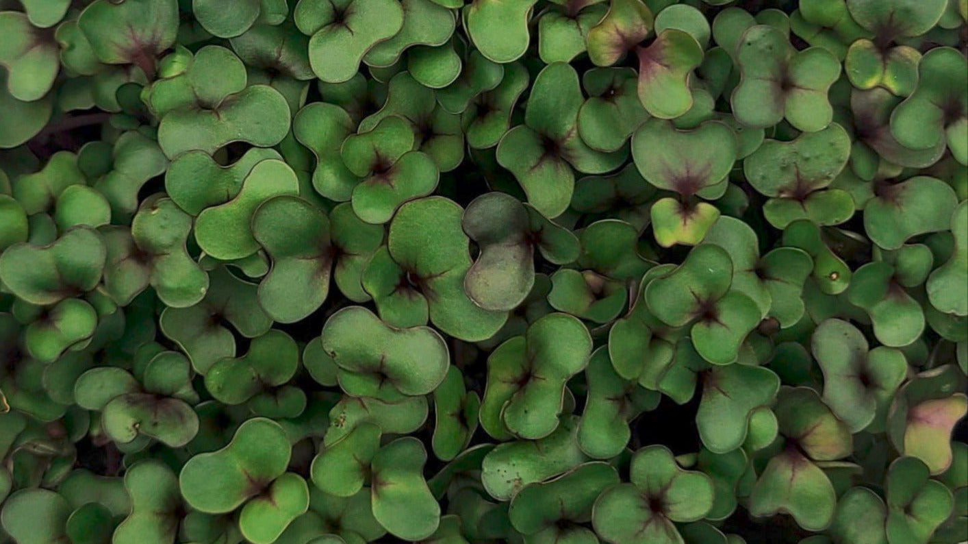 Cabbage Microgreen Salad with Balsamic Vinaigrette