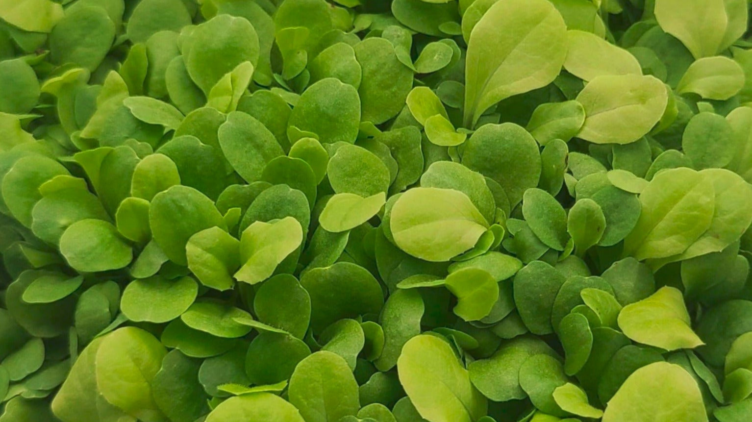 Light Lettuce Microgreen Salad with Lemon Vinaigrette