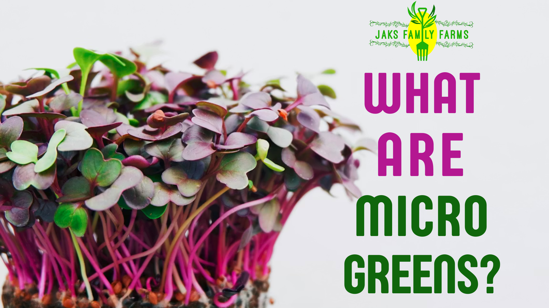 "What are Micro Greens" with a logo for Jaks Family Farms with a sprouting bunch of red cabbage microgreens to the side