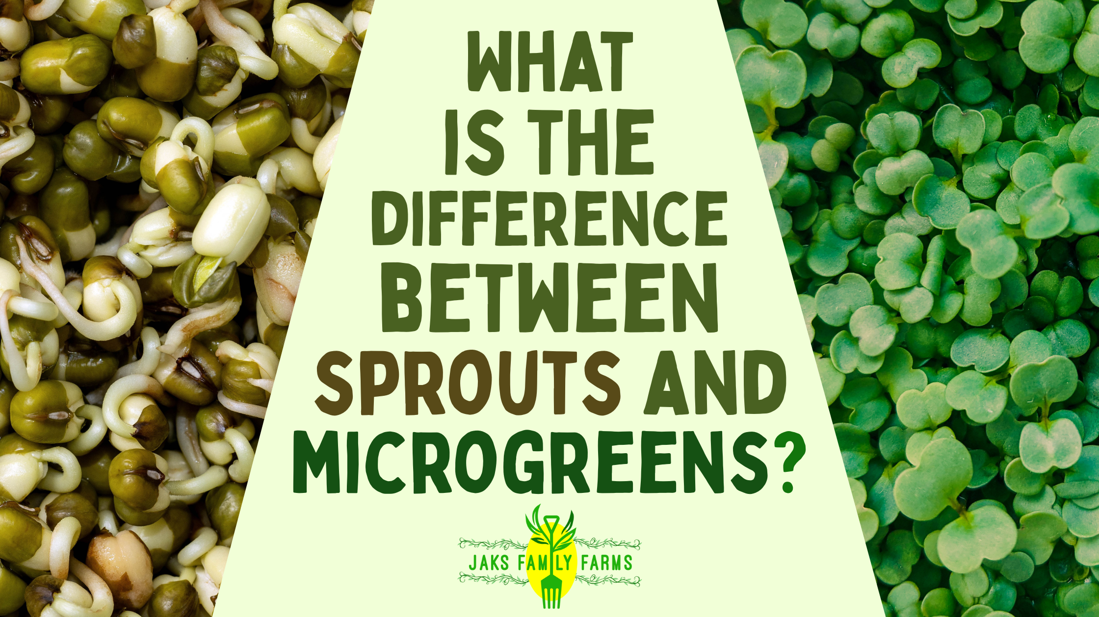 Text reading "What is the difference between Sprouts and Microgreens" with sprouts on one side and microgreens on the other