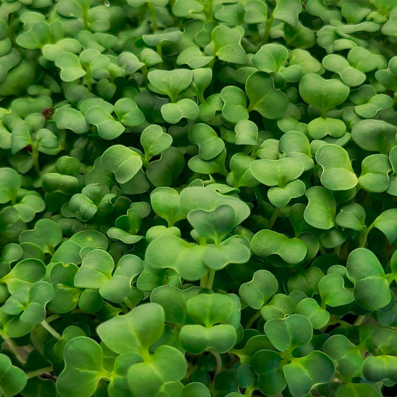 Sulforaphane Microgreens