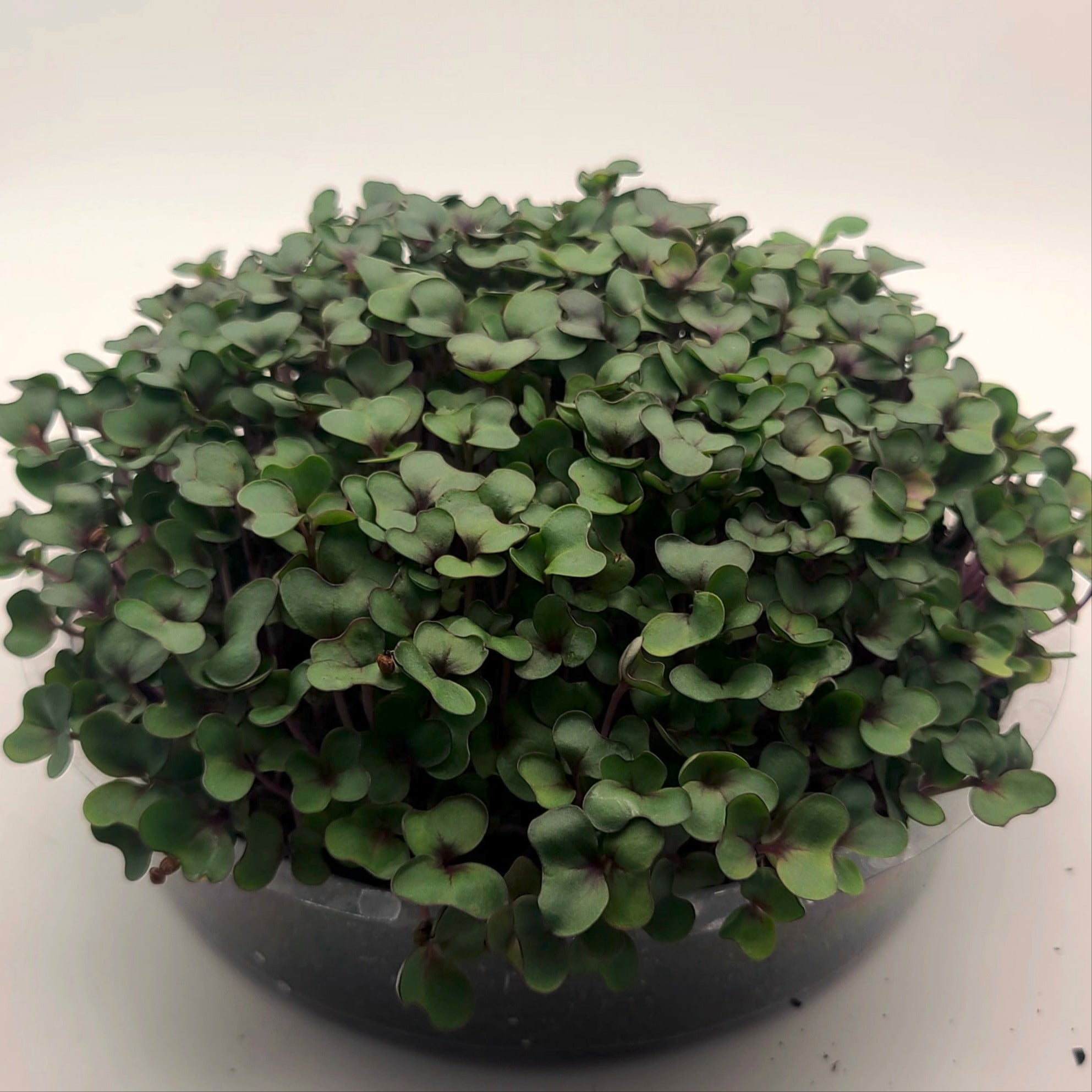 Red cabbage microgreens growing in a tray.