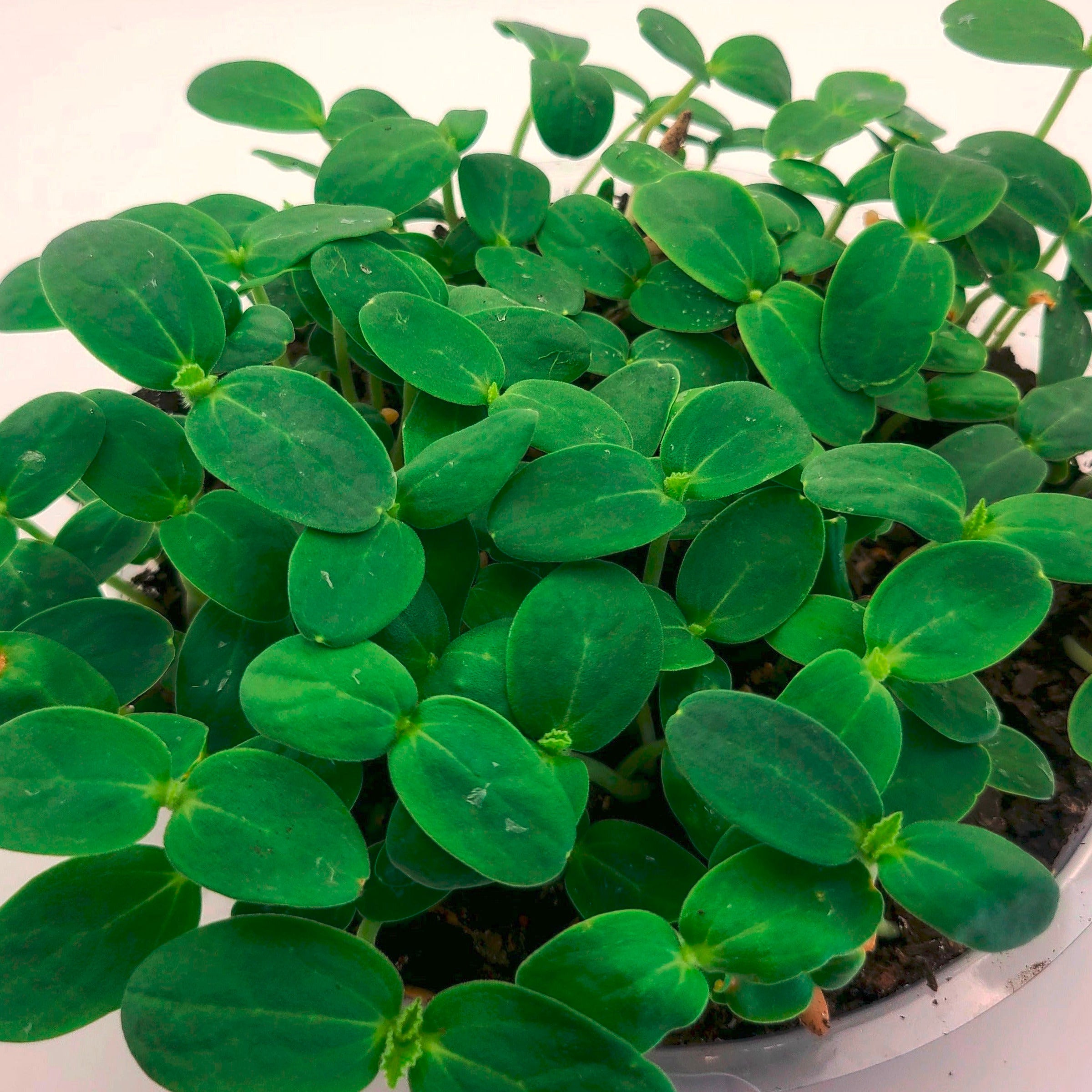 Cantalope microgreens in a tray.