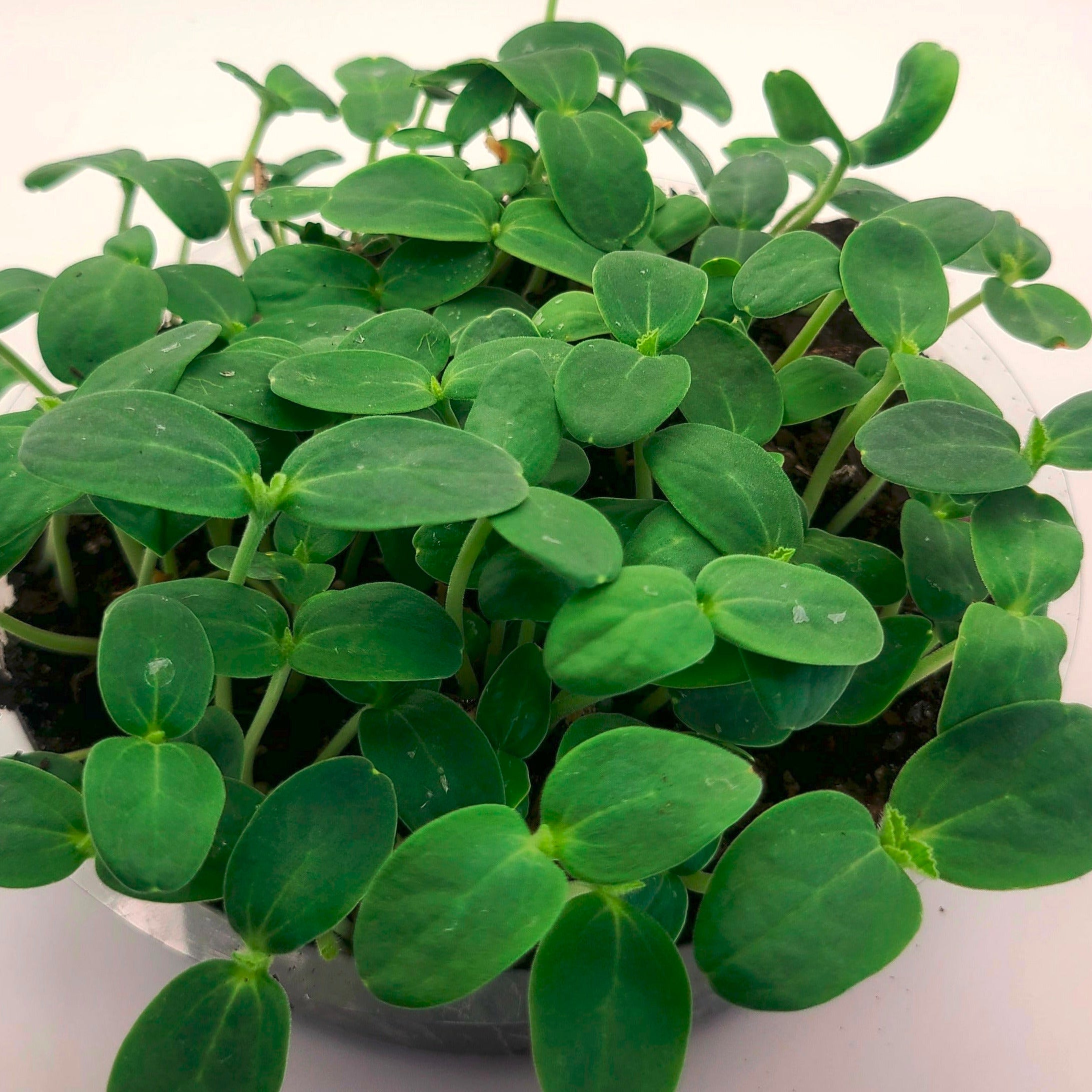 Cantalope microgreens in a tray.