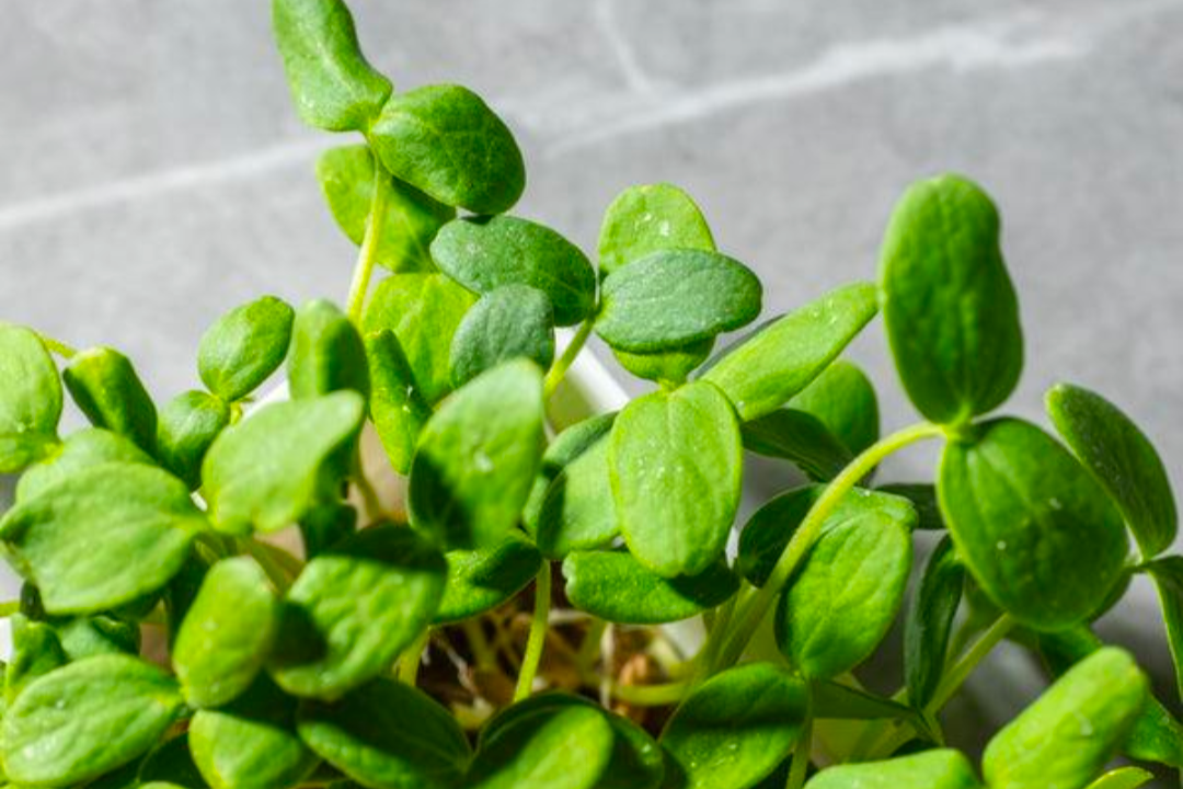 Cantaloupe microgreens with a grey background