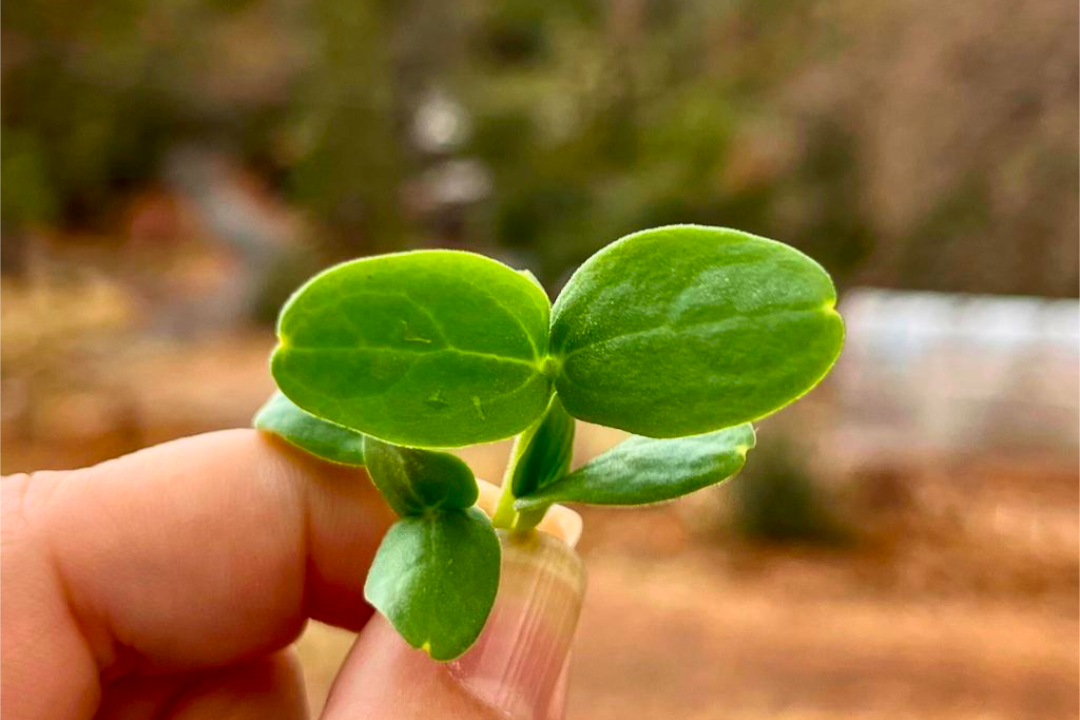 A hand holding a cantaloupe microgreen outside