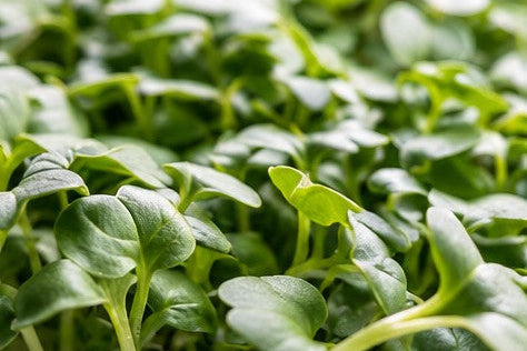 Lush green Daikon radish microgreens