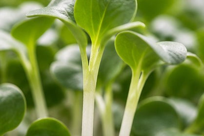 A focus on a Daikon radish microgreen growing up with other microgreens in the background