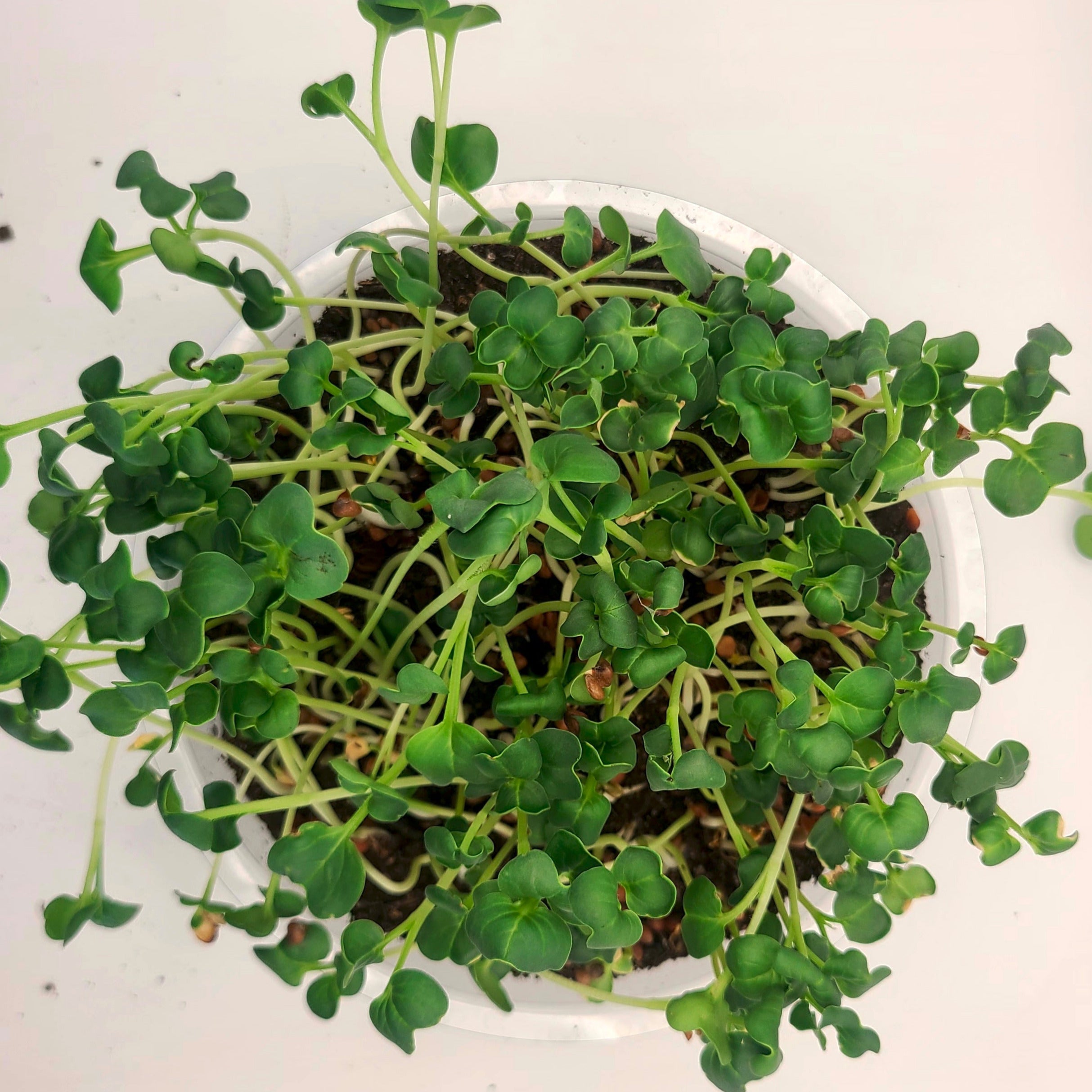 Daikon radish microgreens in a tray.