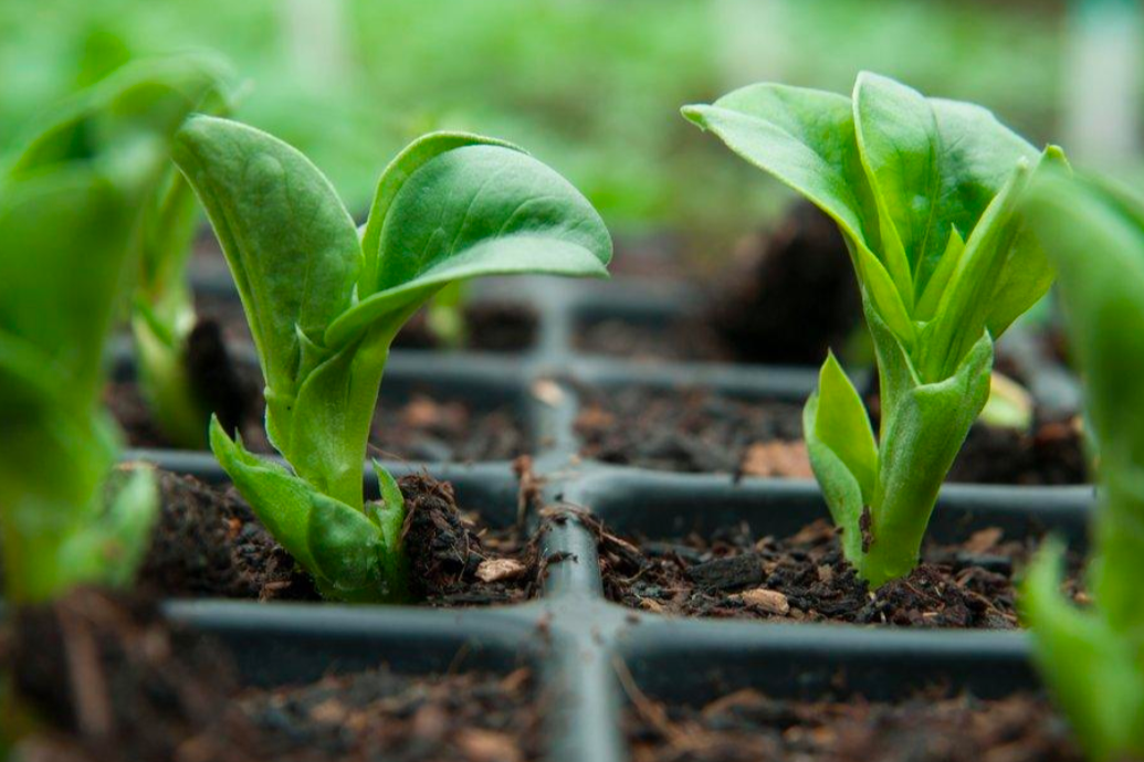 Fava bean microgreens growing in dirt closeup