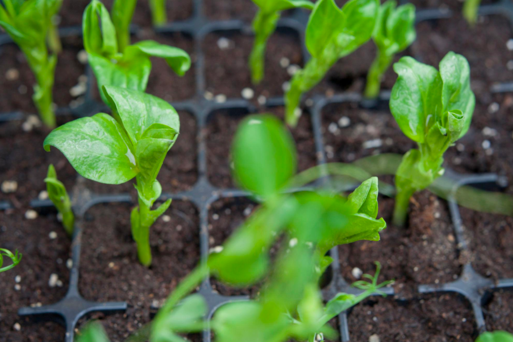 Fava bean microgreens growing in dirt