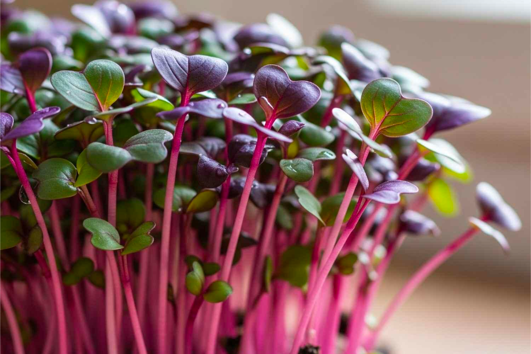 Rambow Radish microgreens growing indoors with a window visible in the background