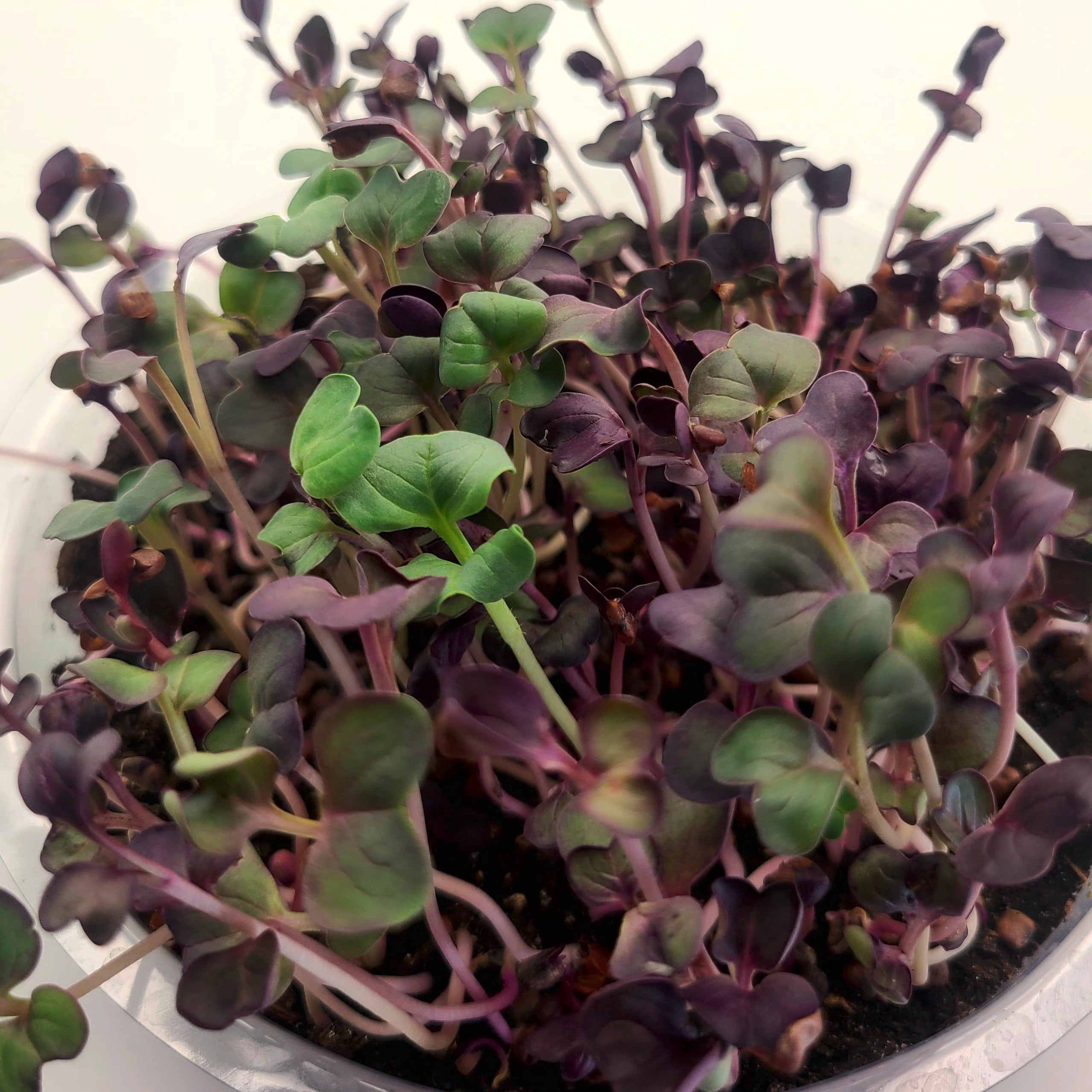 Rambo radish microgreens in a tray.