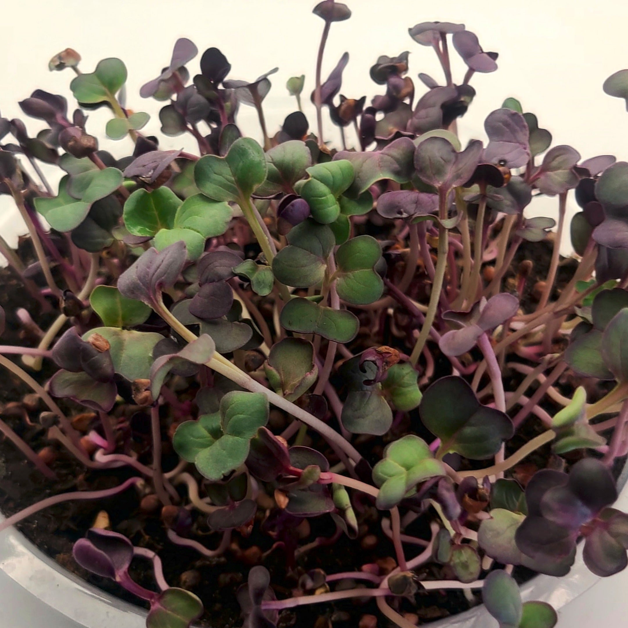 Rambo radish microgreens.