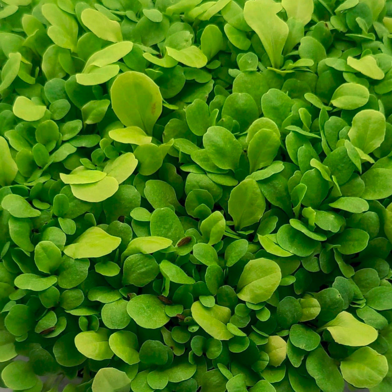 Lettuce microgreens.