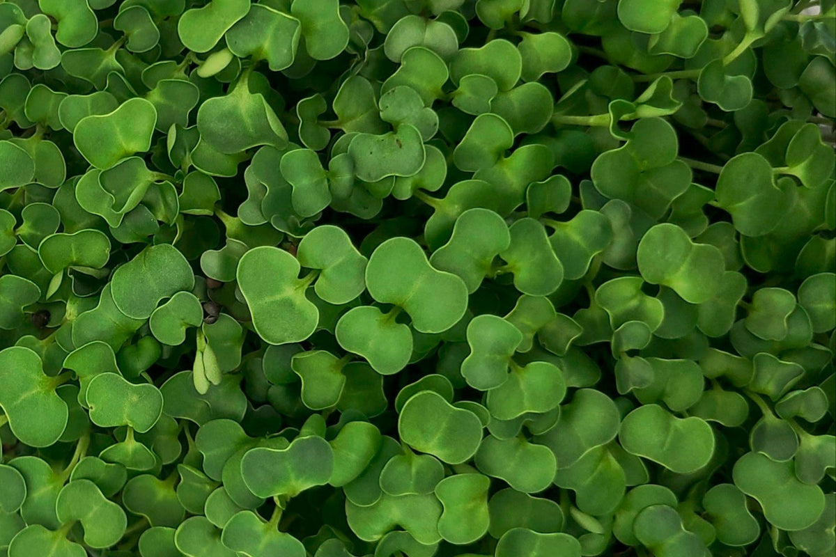 Leaves of a mix of microgreens growing in a tray.