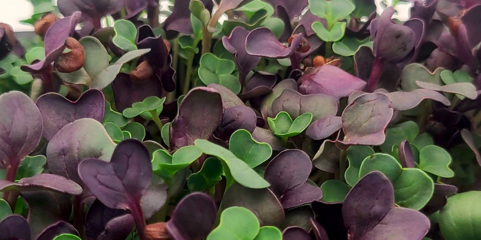 A closeup mix of purple and green microgreens against a white background