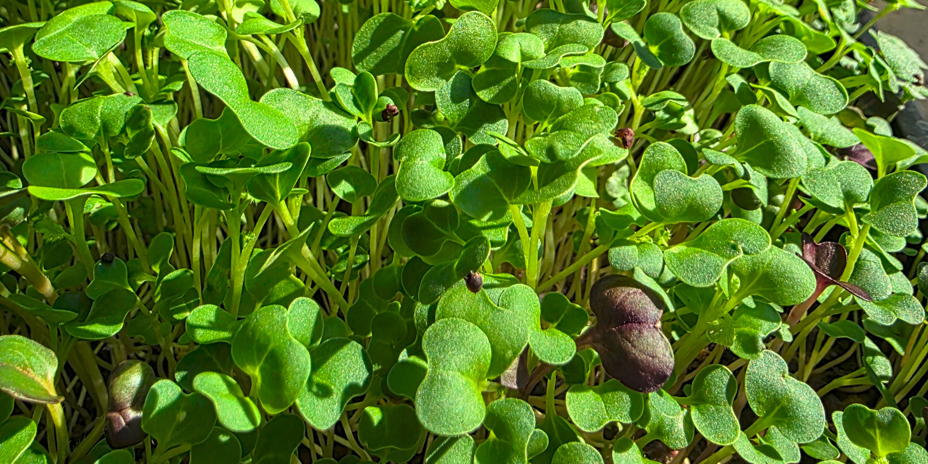 A close-up of a mix of microgreens growing outdoors. There are green leaves of varying sizes mixed with round purple leaves.