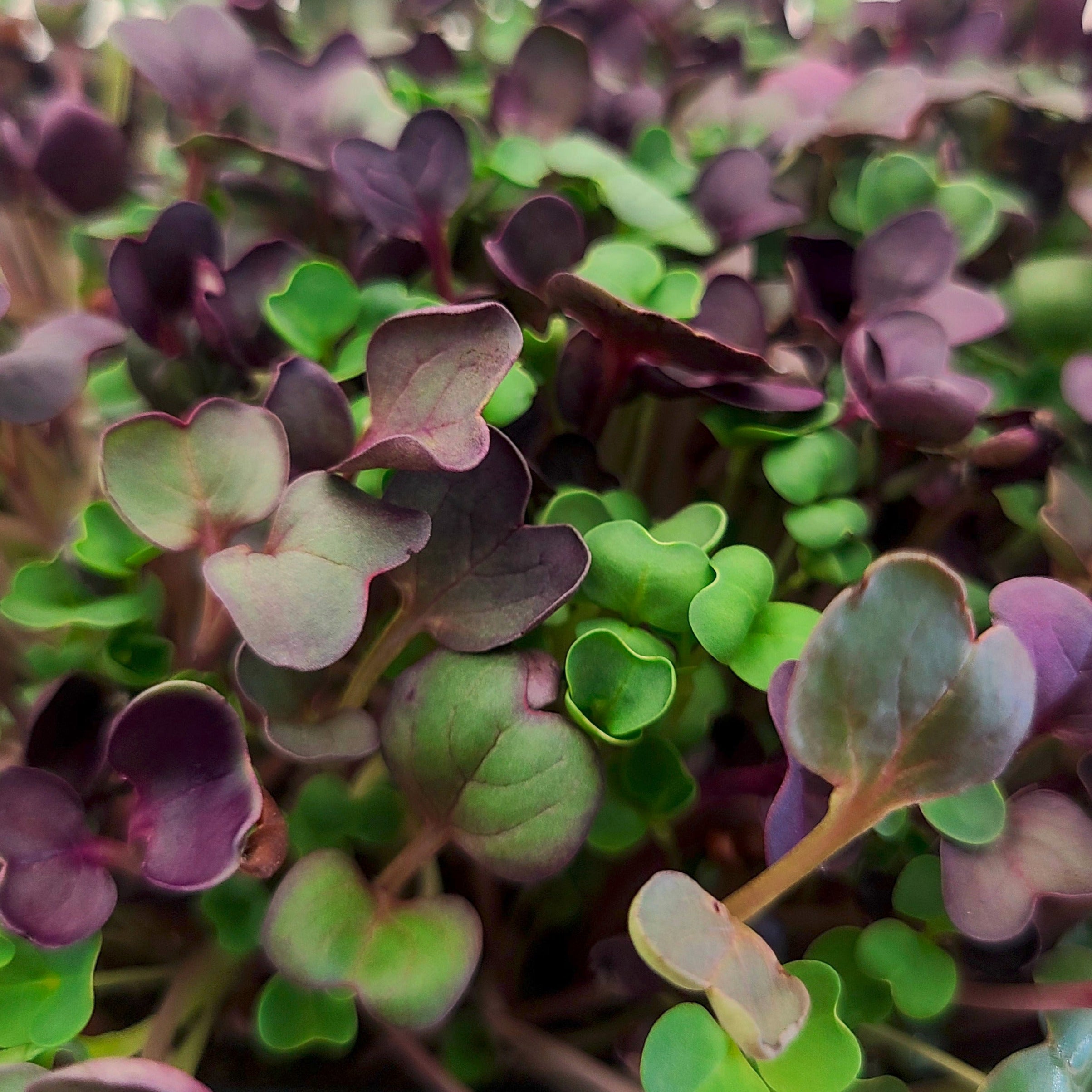 Different microgreens growing a tray. There are larger purple microgreens with the different shades of smaller green microgreens.