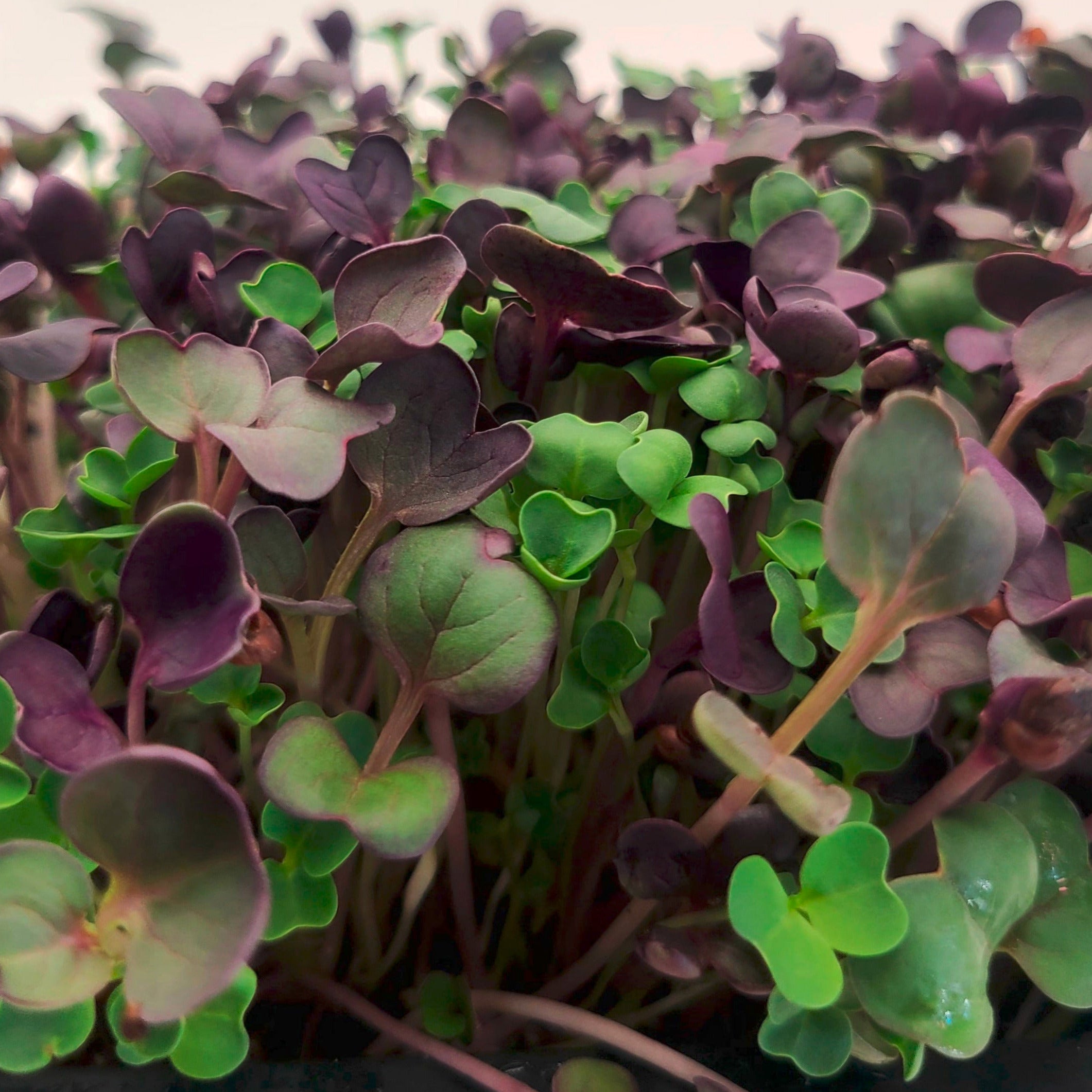 Different microgreens growing in a tray.