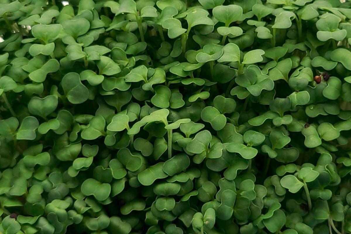 Turnip microgreens with rounded dark green leaves with lighter green stems.