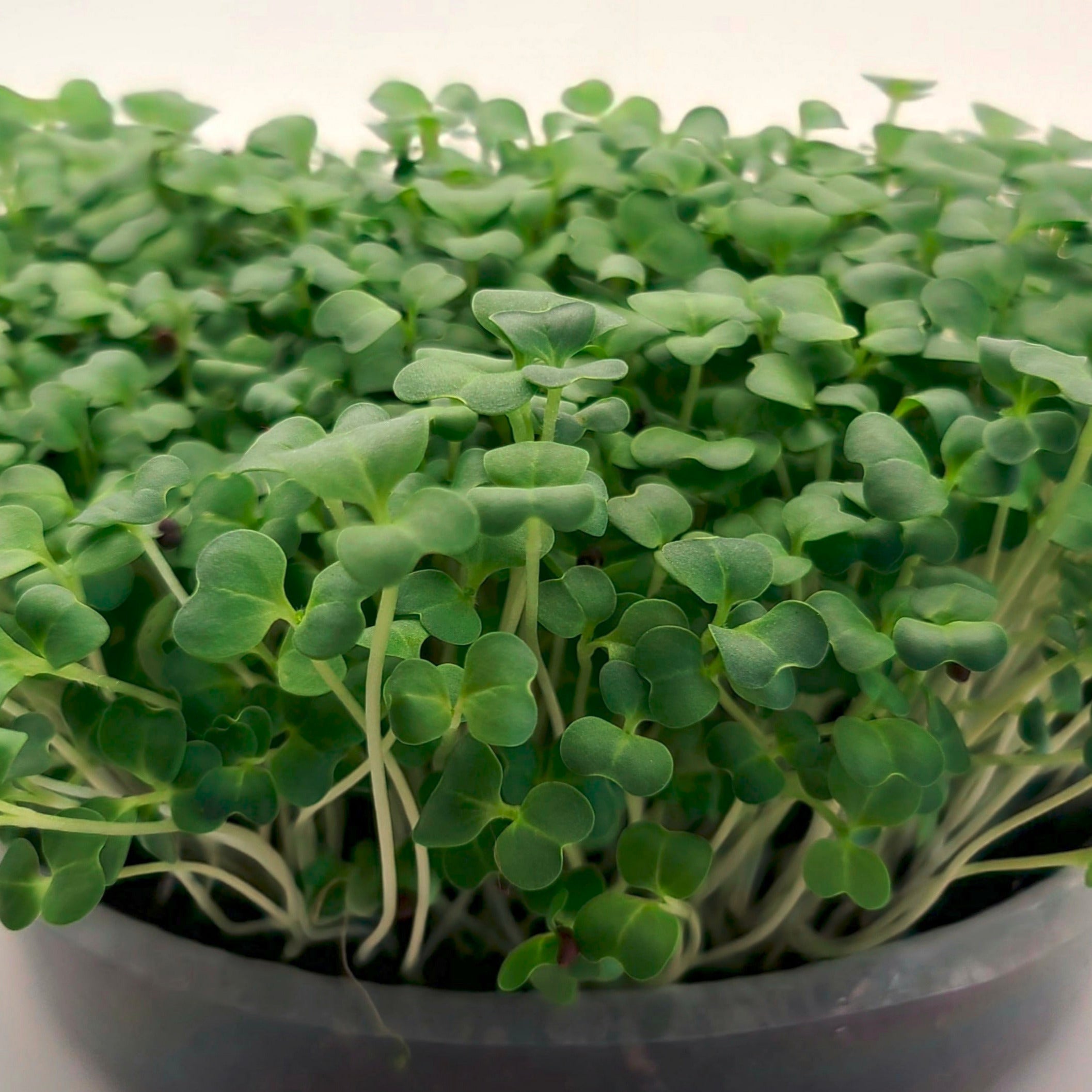 Turnip microgreens in a tray.