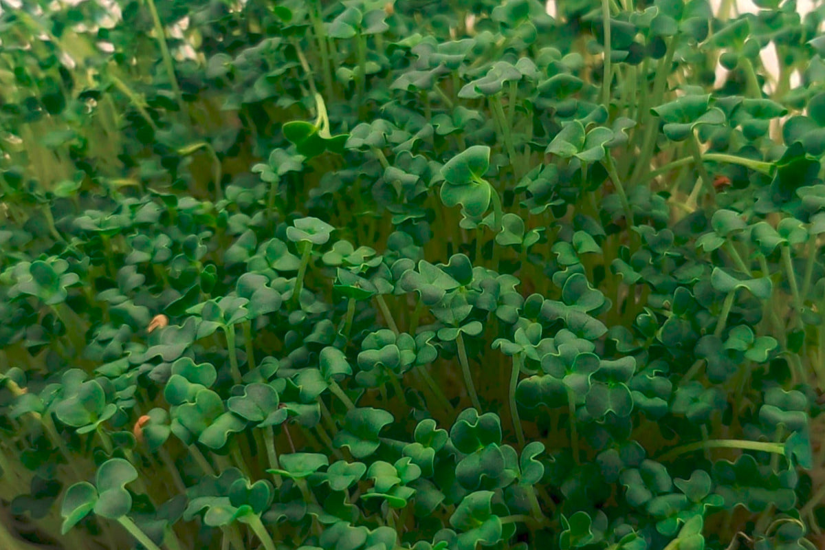 Wasabi mustard microgreens.