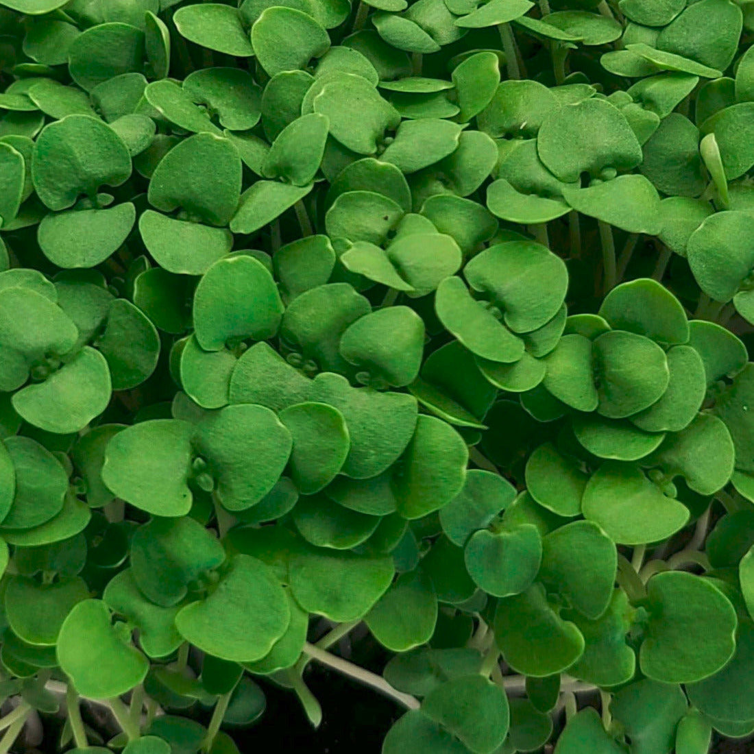 Basil microgreens in a tray.