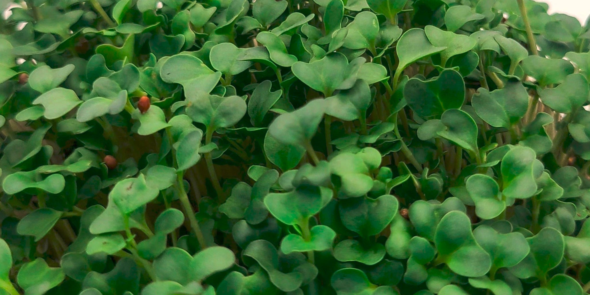 Broccoli microgreens that are a light green color and a few inches tall.