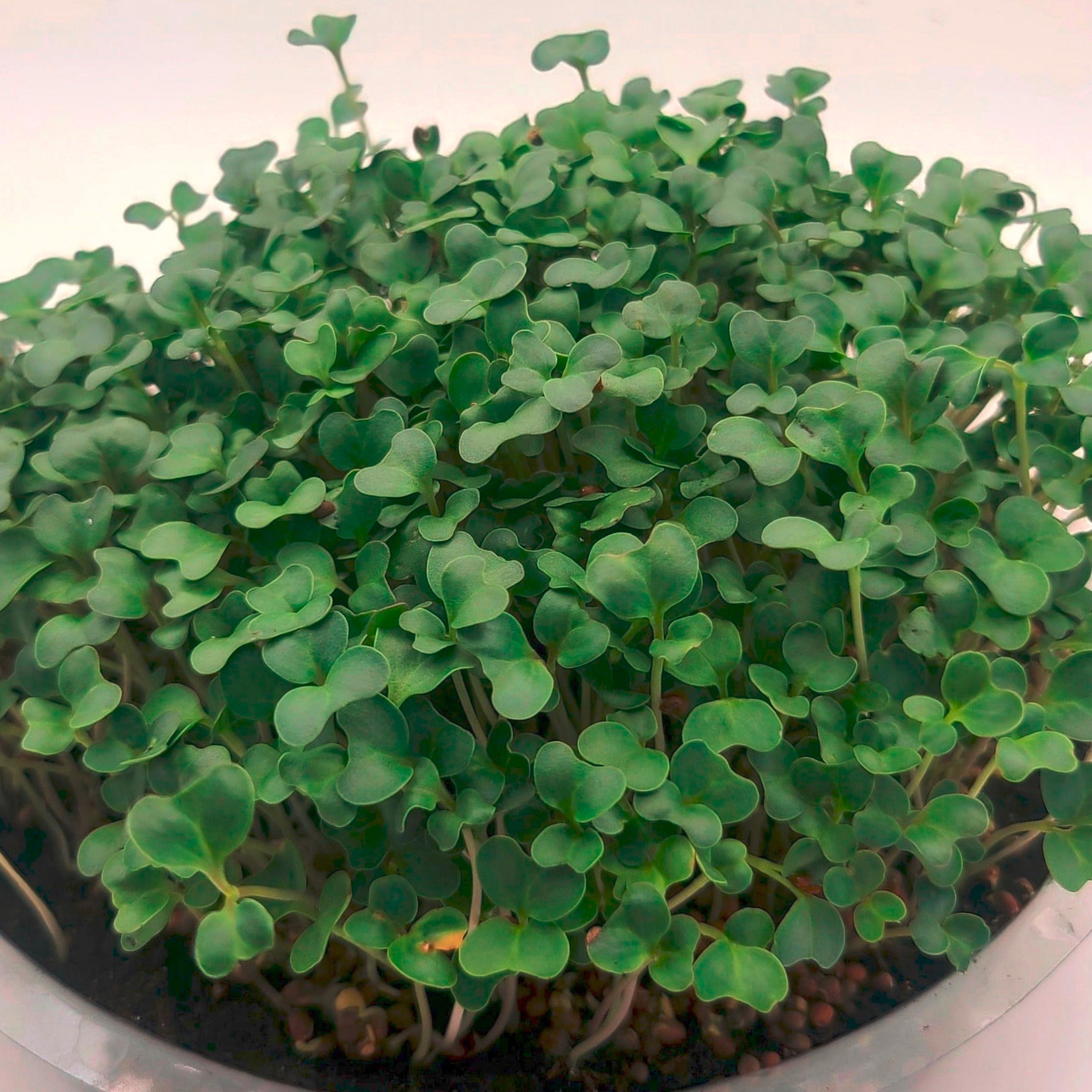 Broccoli microgreens in a tray.