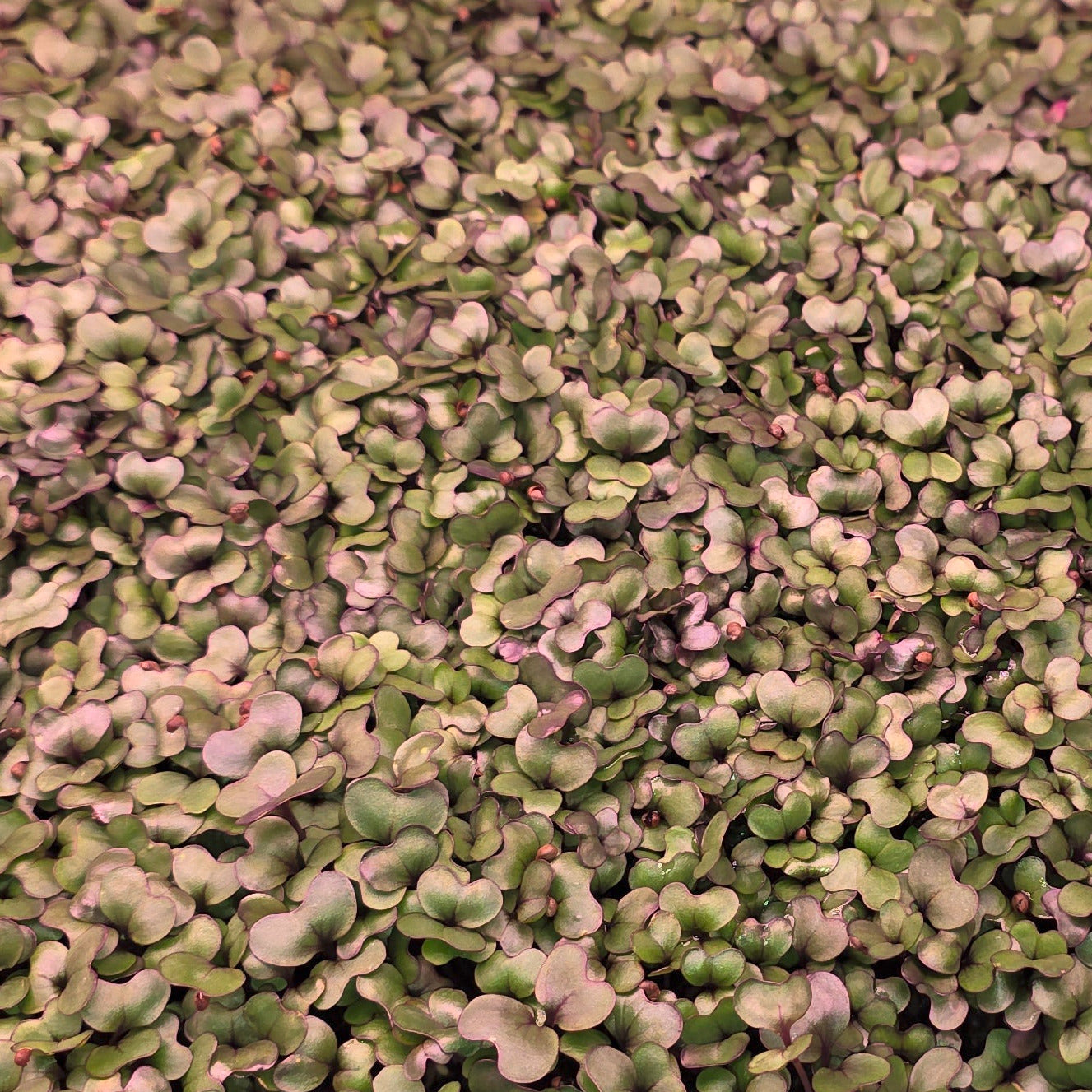 A close up cluster of cabbage microgreens, which are green and light purple