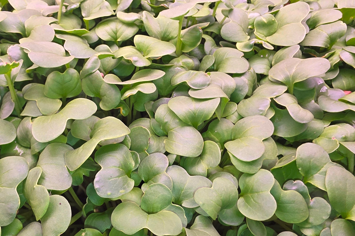 A closeup of Daikon radish microgreens, which are light green