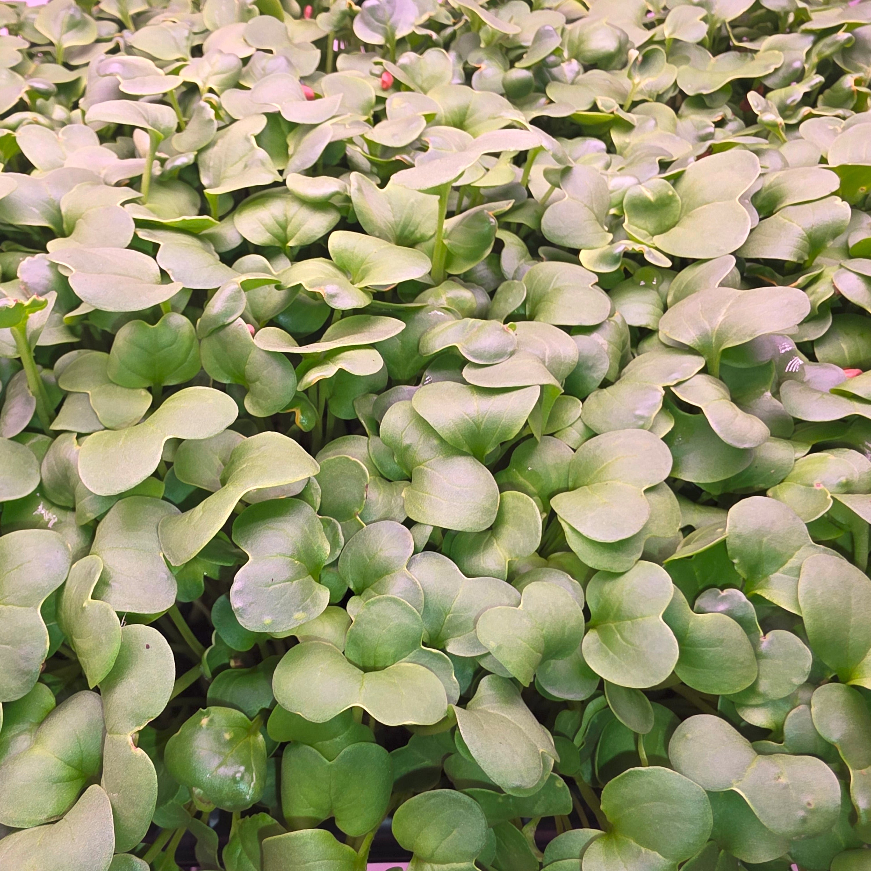 A closeup of Daikon radish microgreens, which are light green