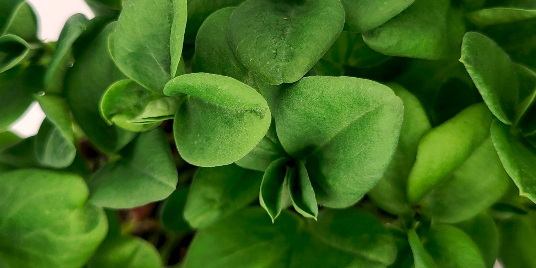 Fava bean microgreens with large, bright green leaves.