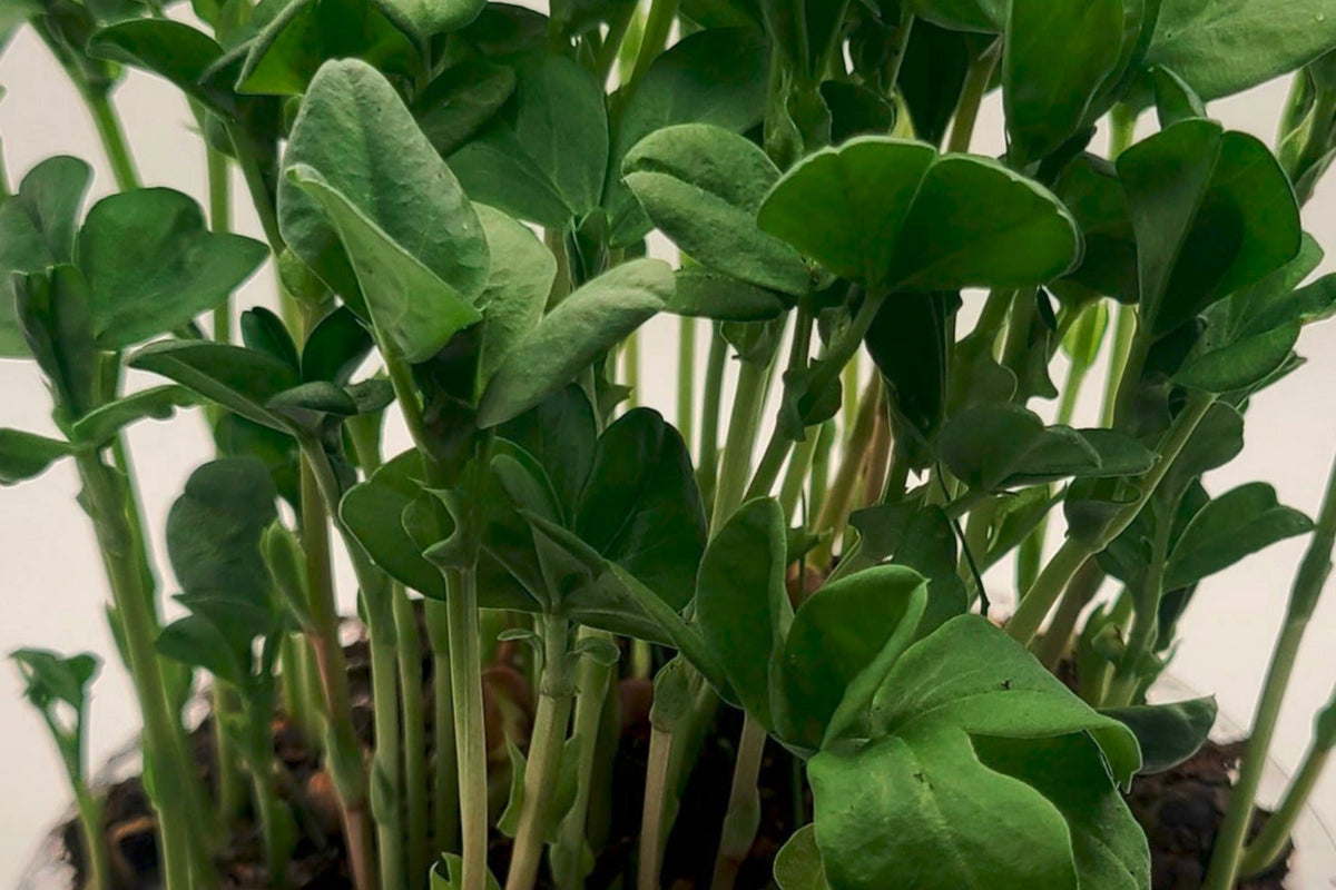 Fava bean microgreens growing in a tray.