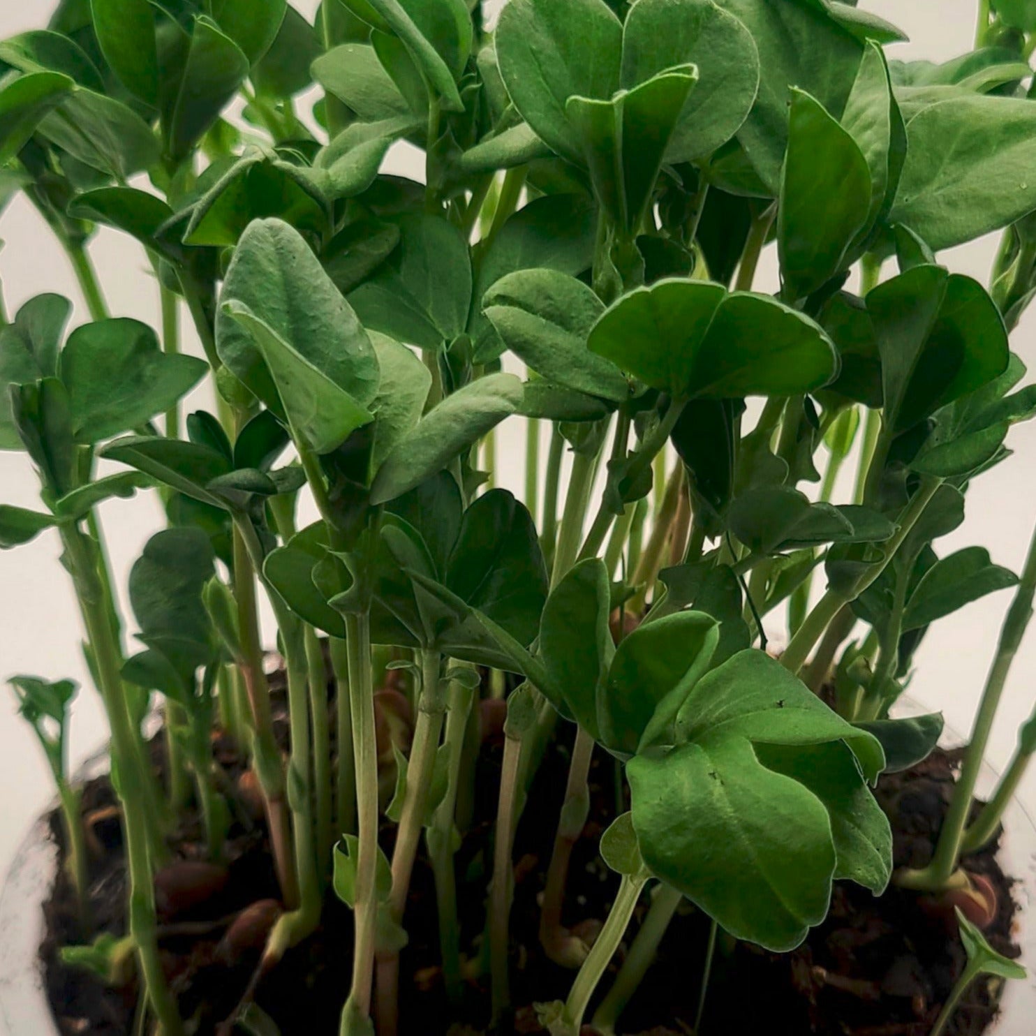 Fava bean microgreens growing in a tray.