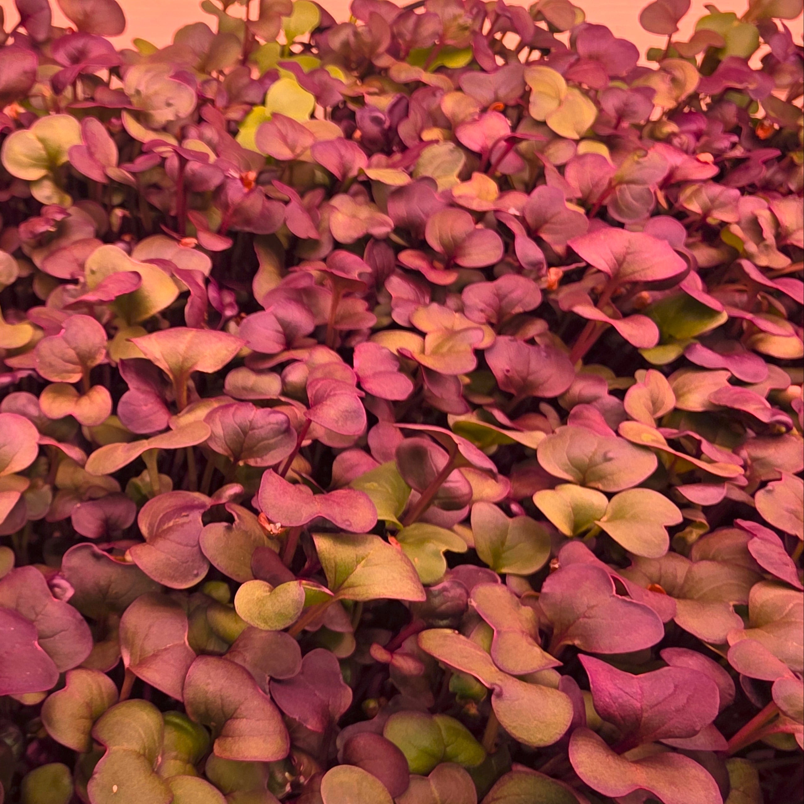 Close-up of purple and green rambo radish microgreens