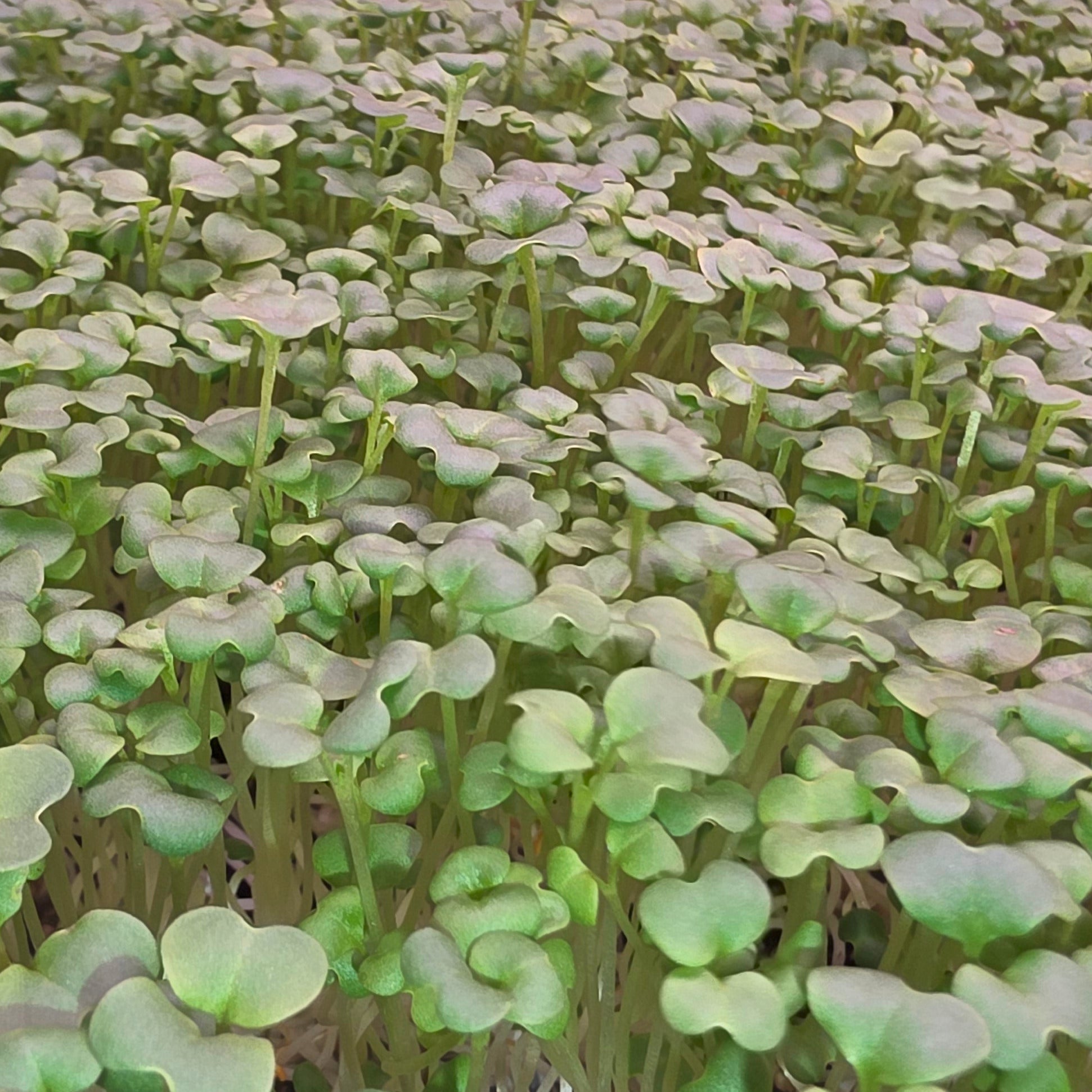 Close-up of green wasabi mustard microgreens
