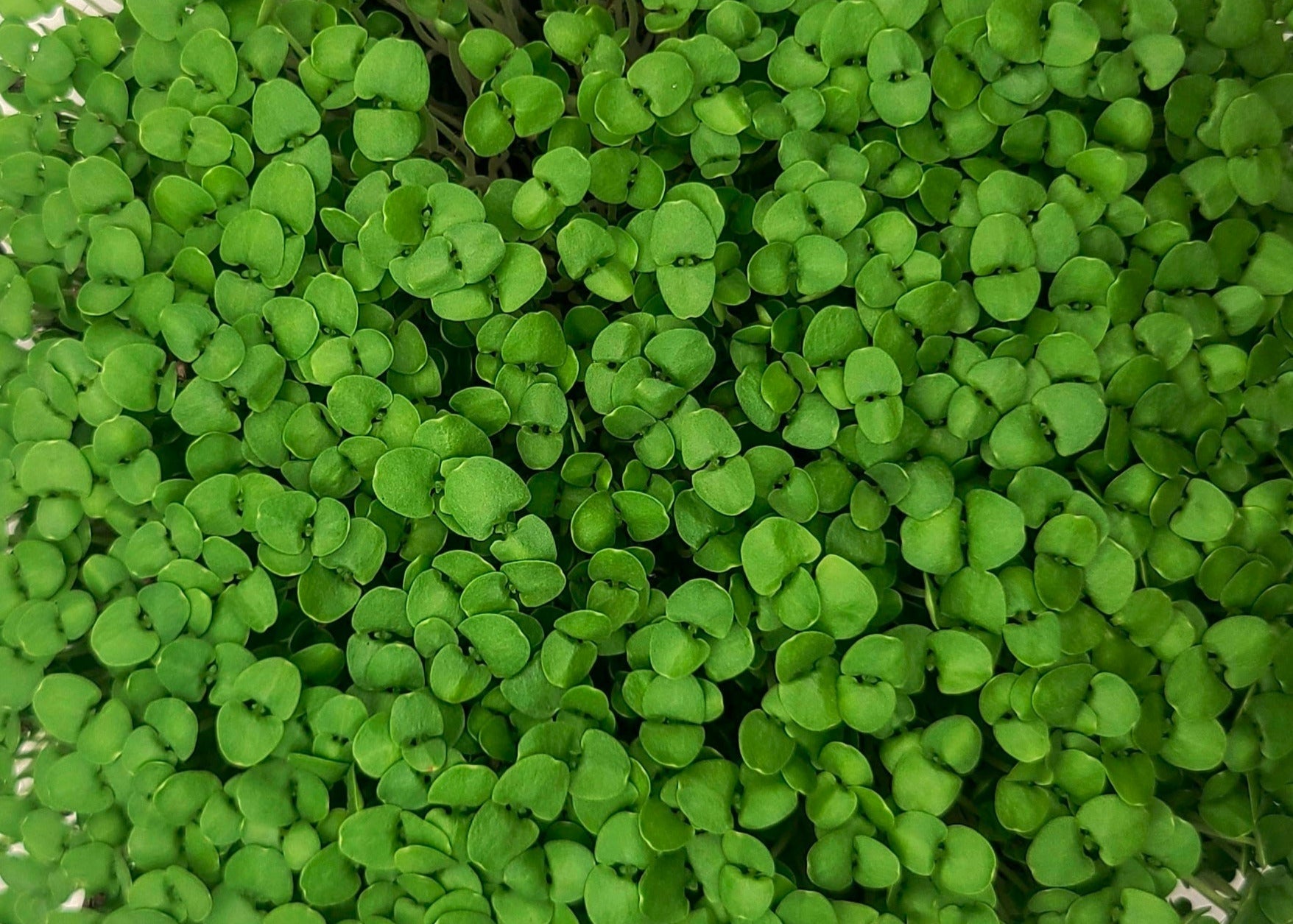 Basil Microgreens vs. Basil Leaves