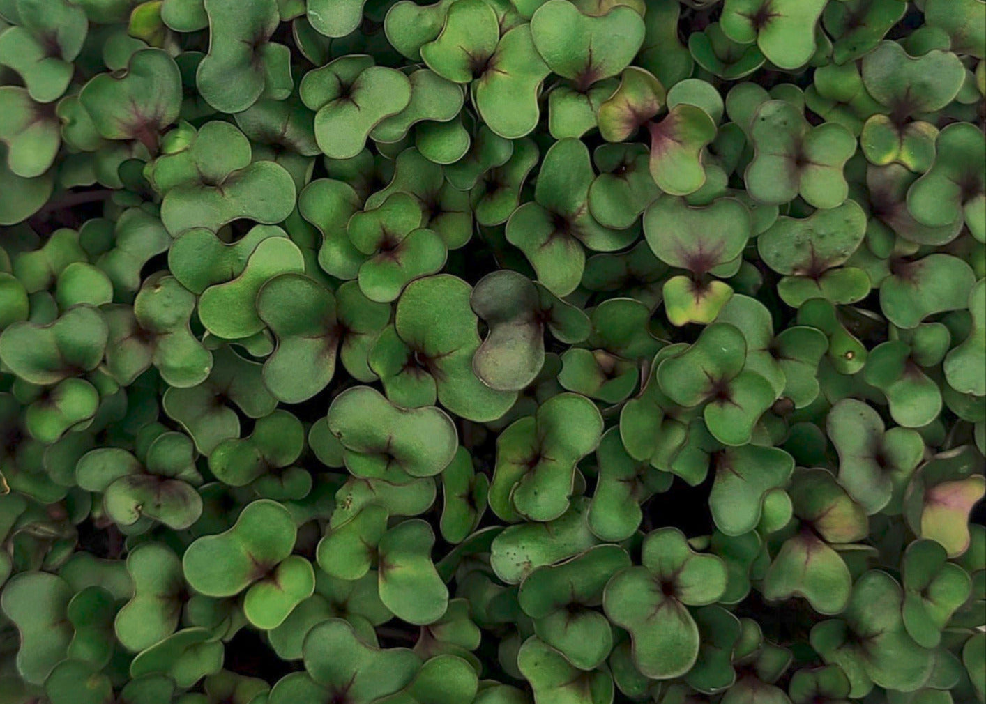 Cabbage Microgreen Salad with Balsamic Vinaigrette
