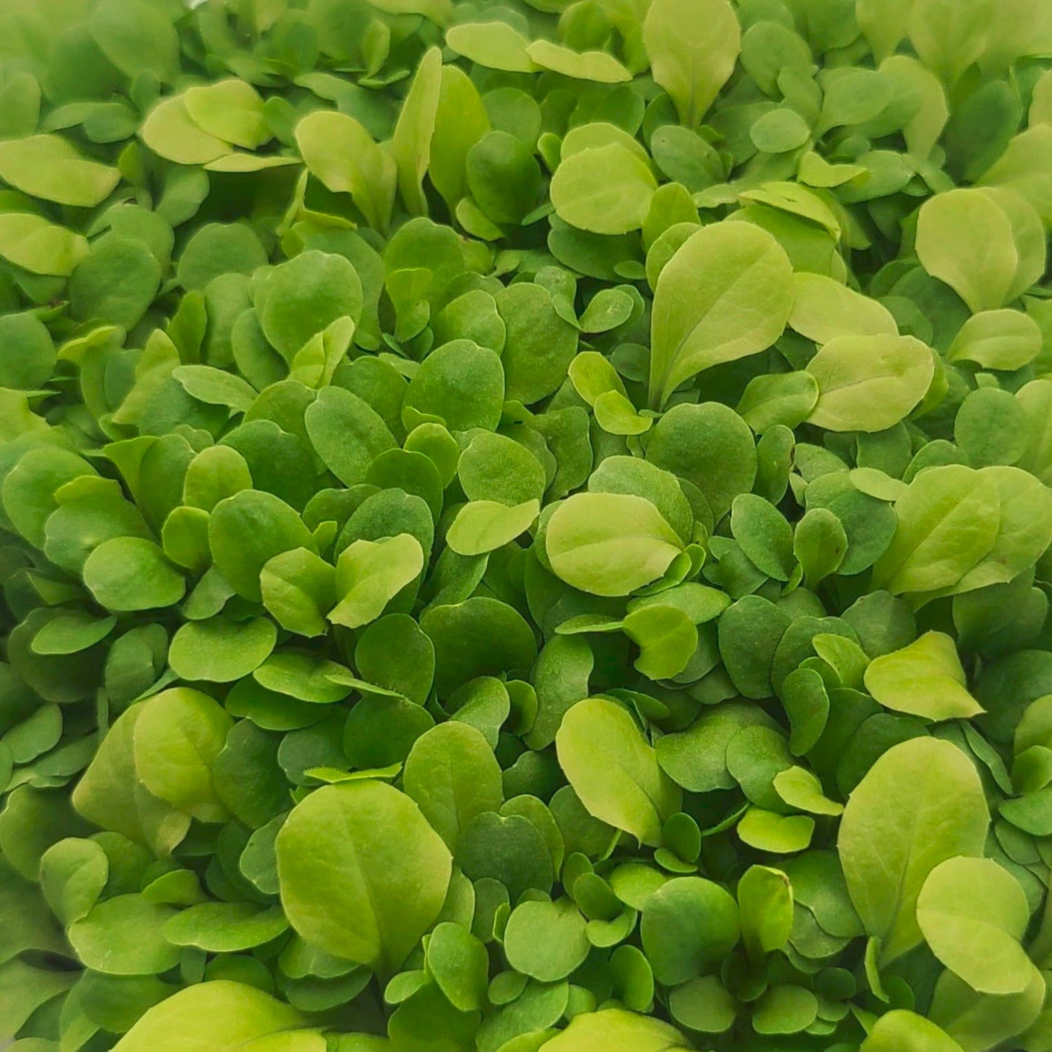 Light Lettuce Microgreen Salad with Lemon Vinaigrette