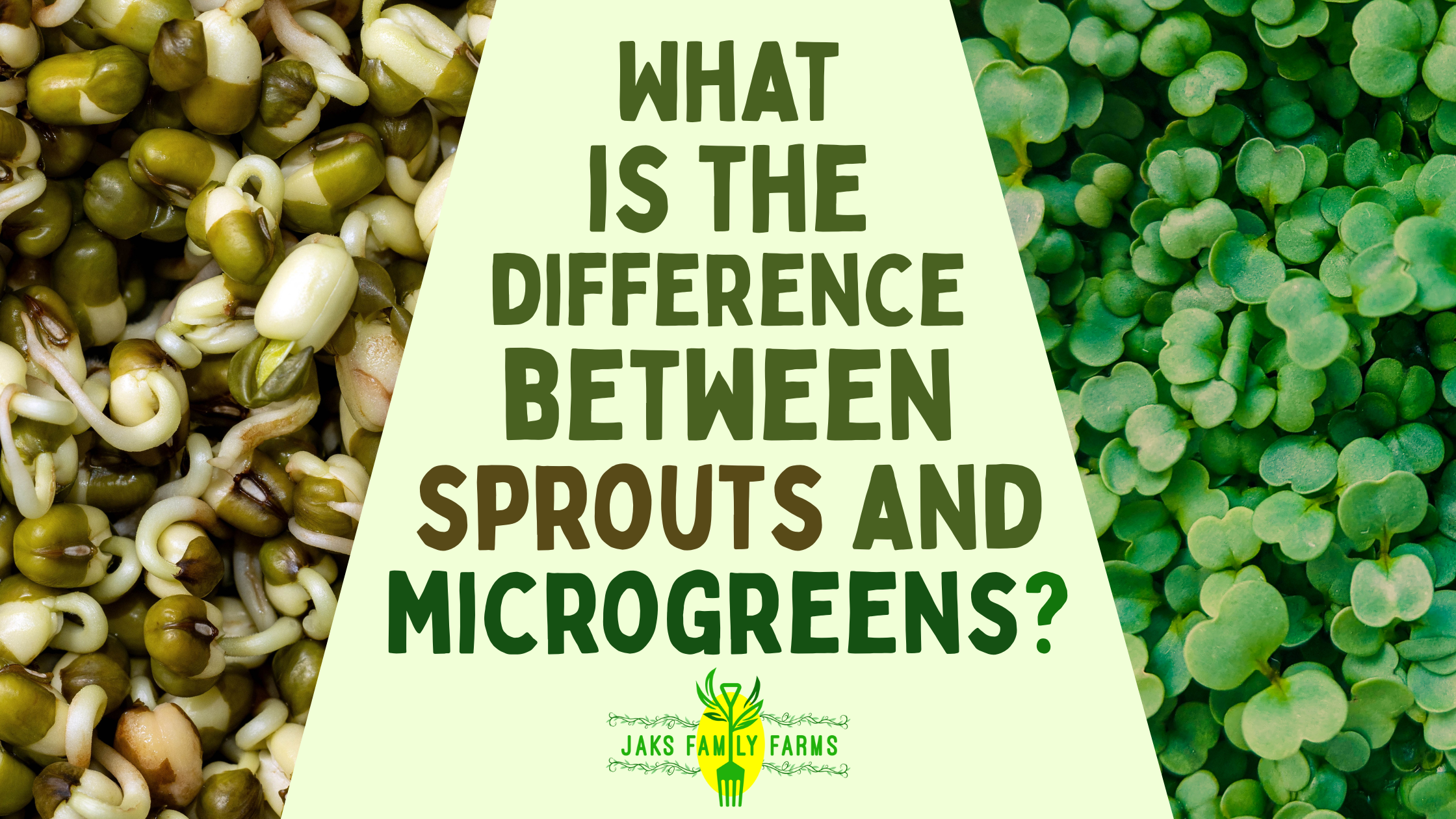 Text reading "What is the difference between Sprouts and Microgreens" with sprouts on one side and microgreens on the other