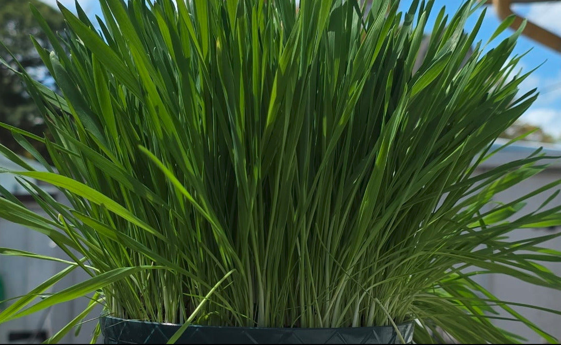Cat Grass