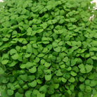 Basil microgreens with small green leaves and stems. 