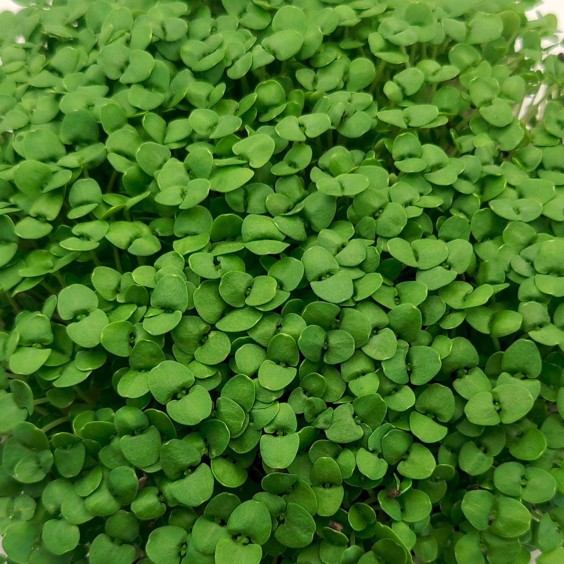 Basil microgreens with small green leaves and stems. 