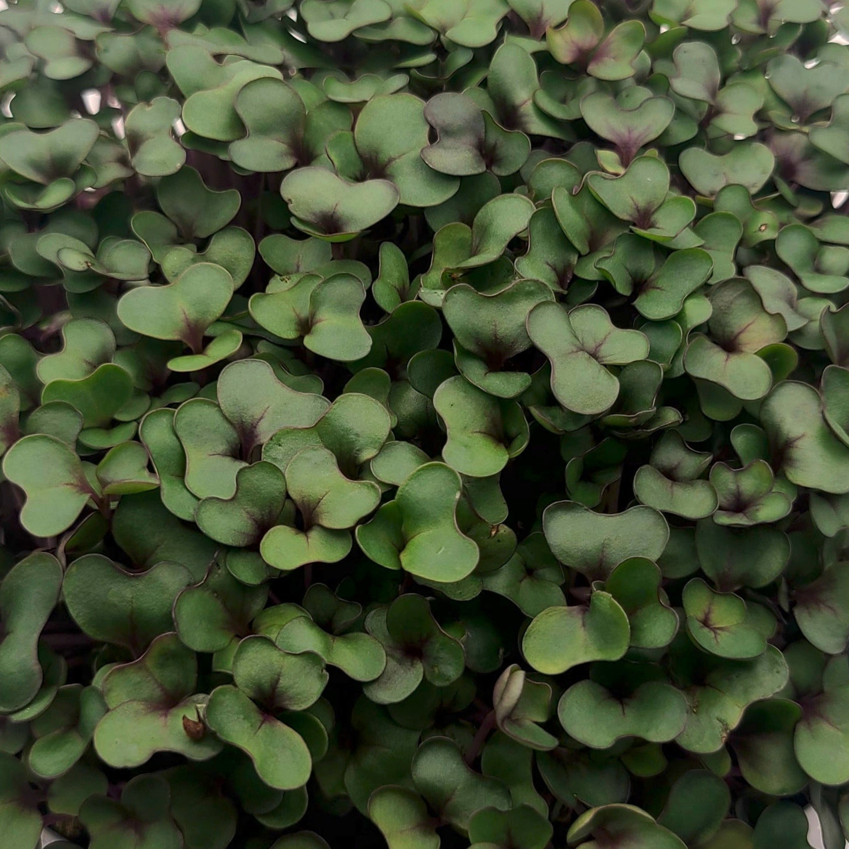 Red cabbage microgreens with rounded green leaves that turn of purpleish red towards the base. 