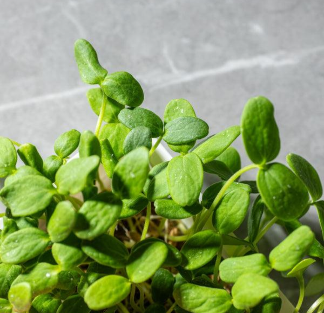 Cantaloupe microgreens with a grey background