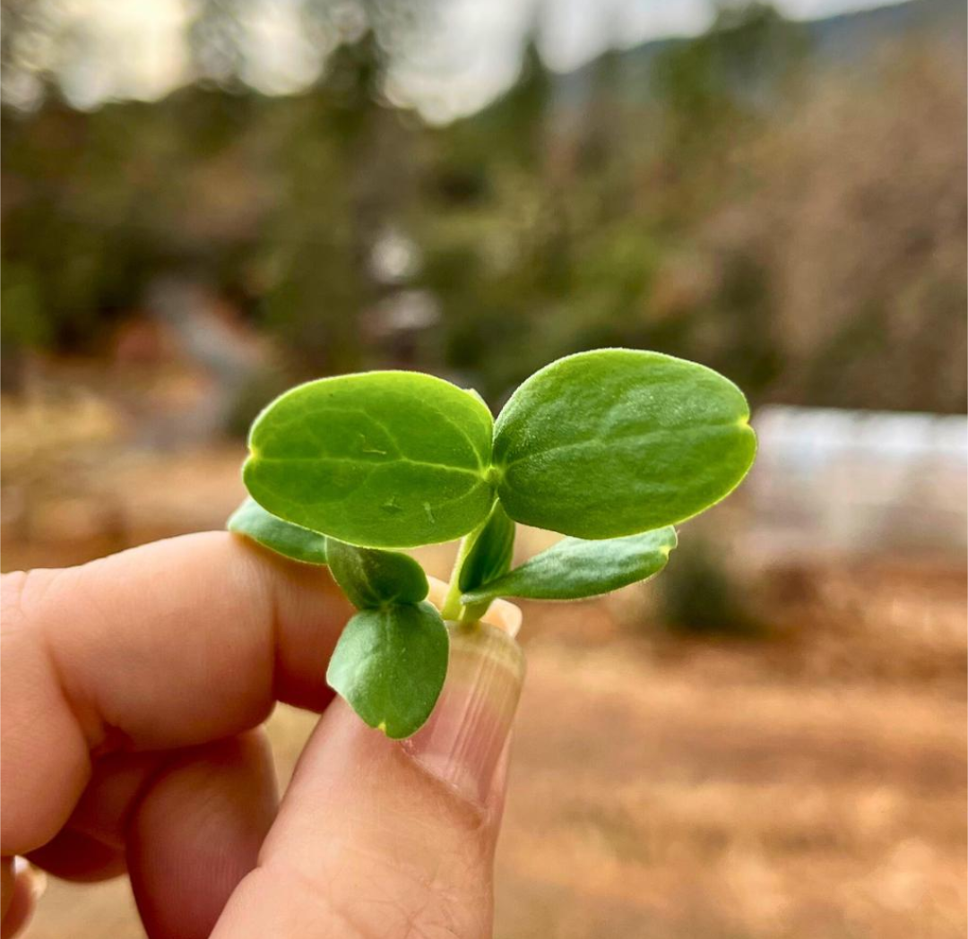 A hand holding a cantaloupe microgreen outside