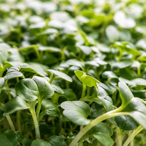 Lush green Daikon radish microgreens